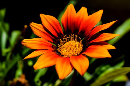 Flower Yellow Flora Close Up photo