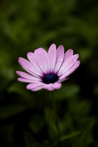 Flower Flora Plant Purple photo