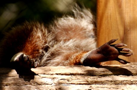 Fauna Wildlife Fur Snout