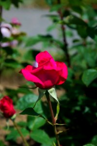 Flower Rose Family Rose Plant