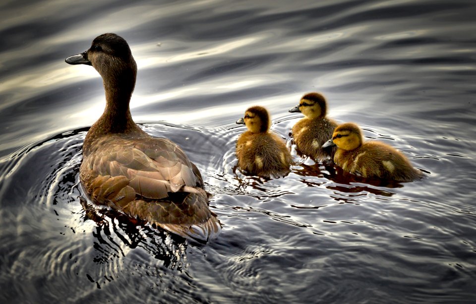 Duck Bird Water Water Bird photo