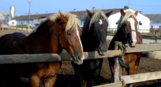 Horse Horse Harness Horse Like Mammal Mustang Horse