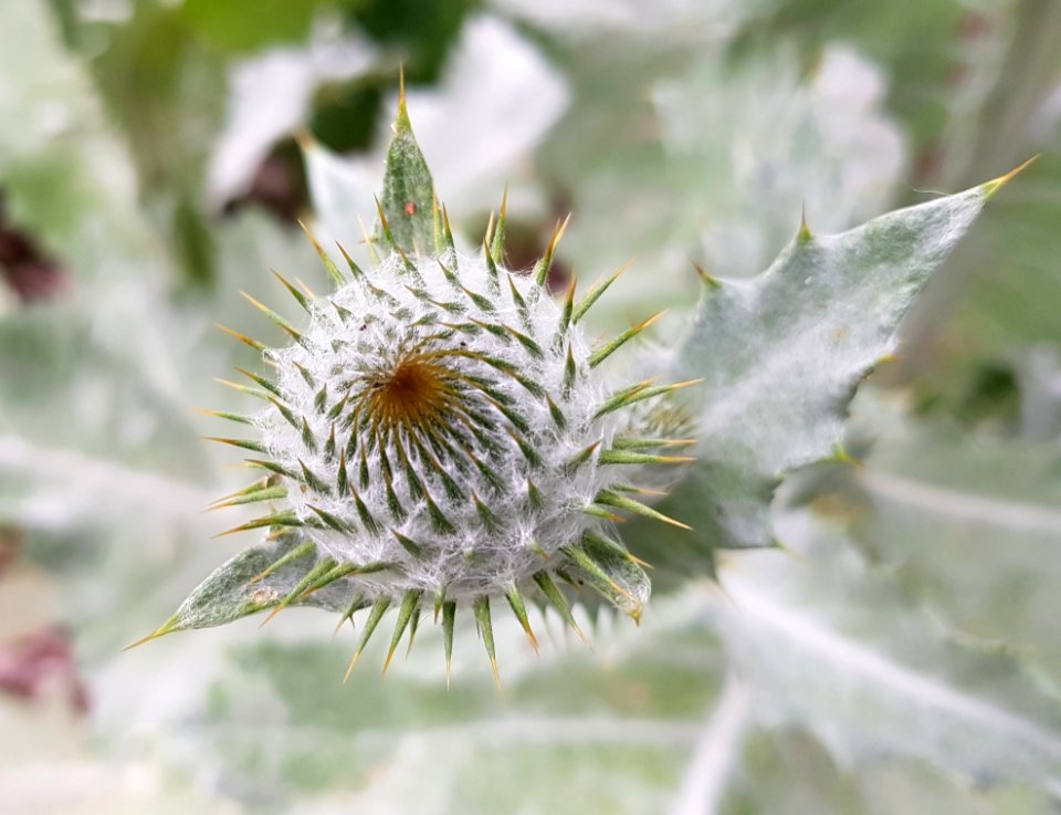 Flora Plant Flower Thistle