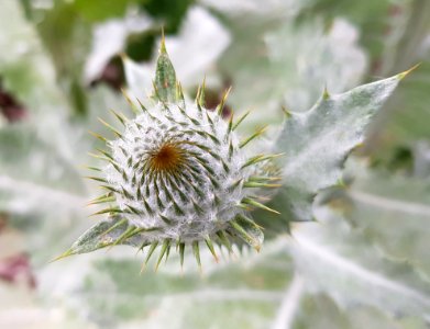Flora Plant Flower Thistle