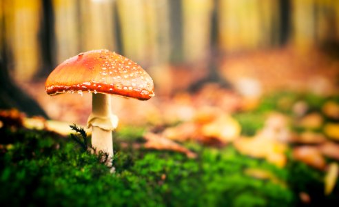 Mushroom Leaf Fungus Agaric photo