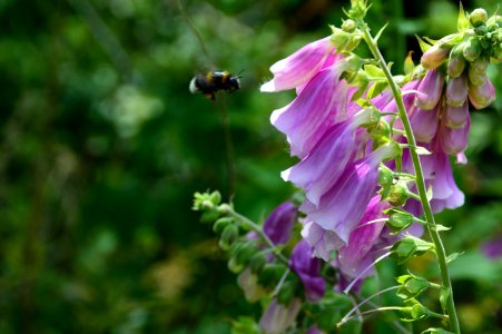 Nectar Flower Bee Flora
