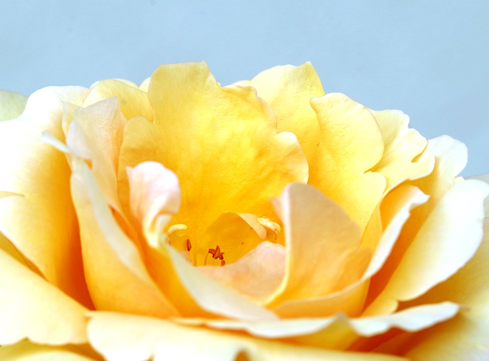 Flower White Yellow Rose Family