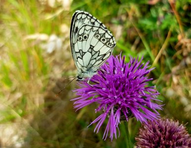 Butterfly Moths And Butterflies Brush Footed Butterfly Flower photo
