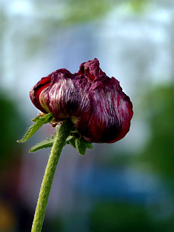 Plant Flower Flora Bud