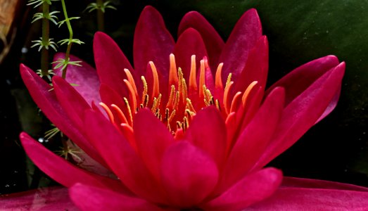 Flower Pink Flora Plant