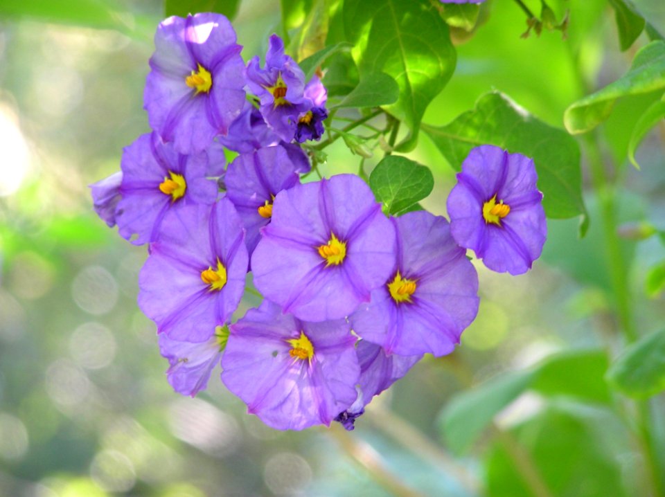 Flower Flora Flowering Plant Plant
