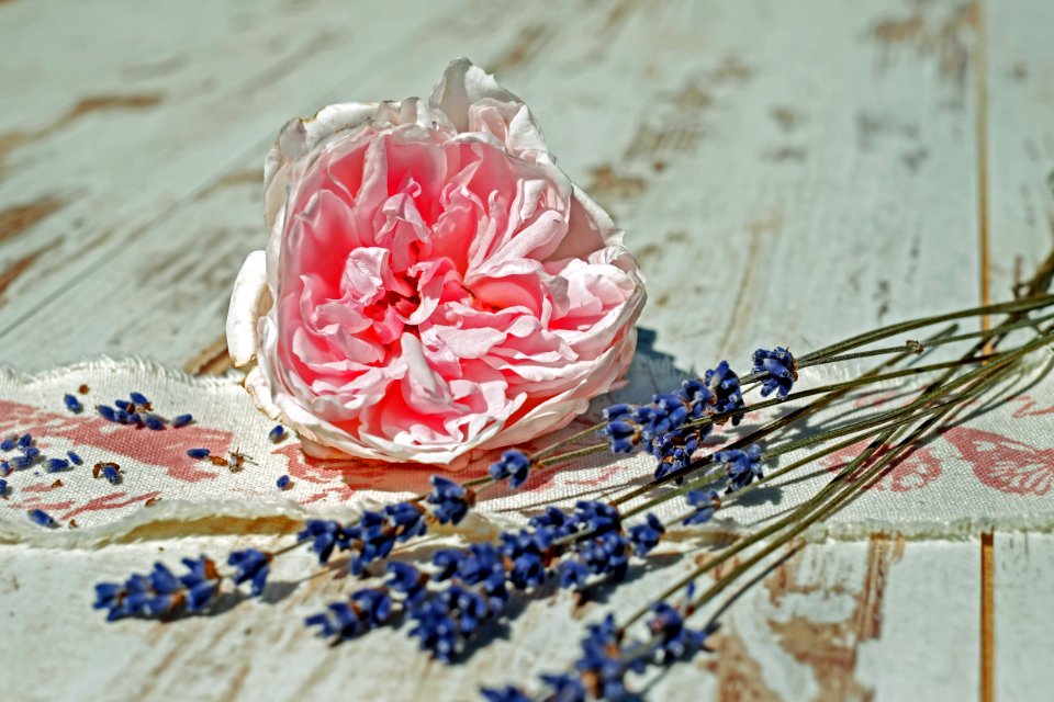 Flower Petal Still Life Cut Flowers