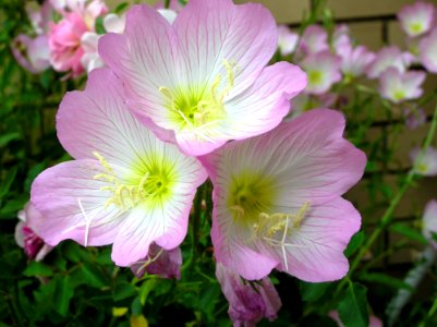 Flower Plant Pinkladies Evening Primrose