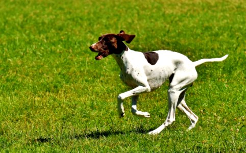 Dog Breed Old Danish Pointer Pointer Grass