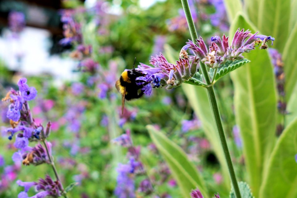 Flower Bee Honey Bee Purple