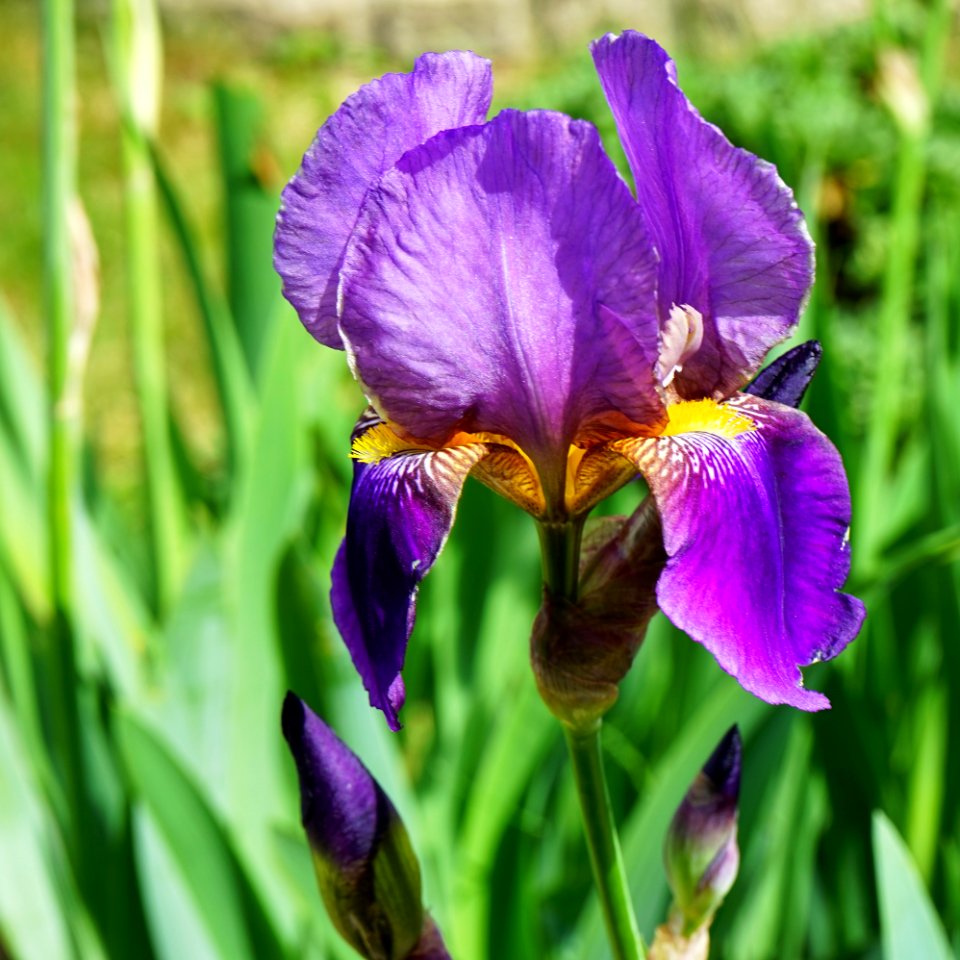 Flower Flowering Plant Plant Purple photo