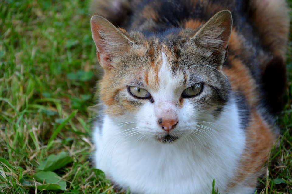Cat Fauna Whiskers Small To Medium Sized Cats