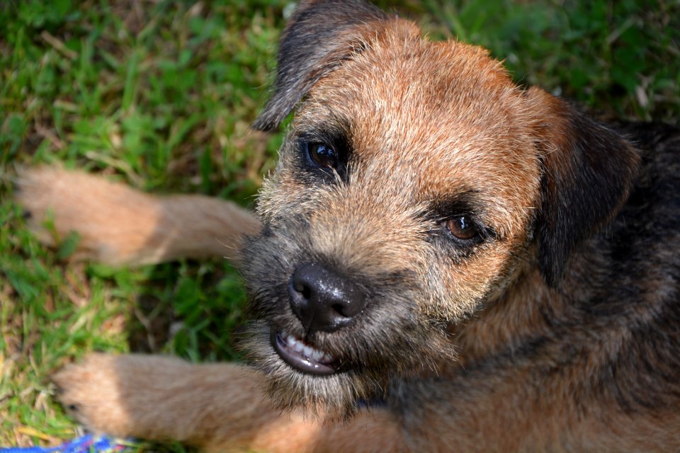 Dog Dog Like Mammal Dog Breed Mammal