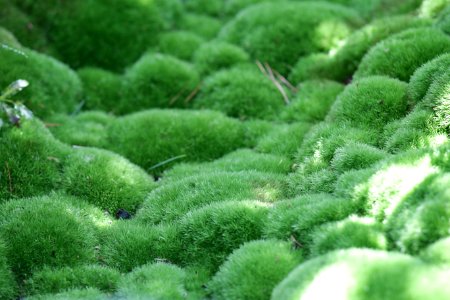 Plant Green Vegetation Grass photo