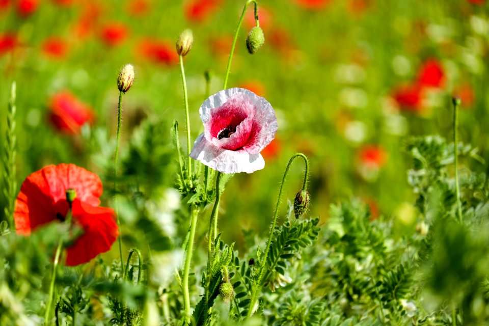 Flower Poppy Meadow Field photo
