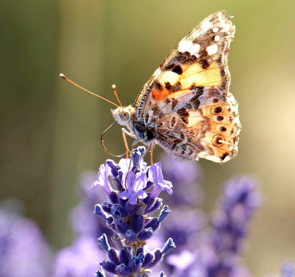 Butterfly Insect Moths And Butterflies Brush Footed Butterfly