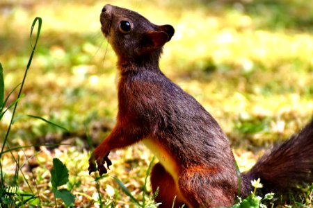 Fauna Terrestrial Animal Mammal Wildlife