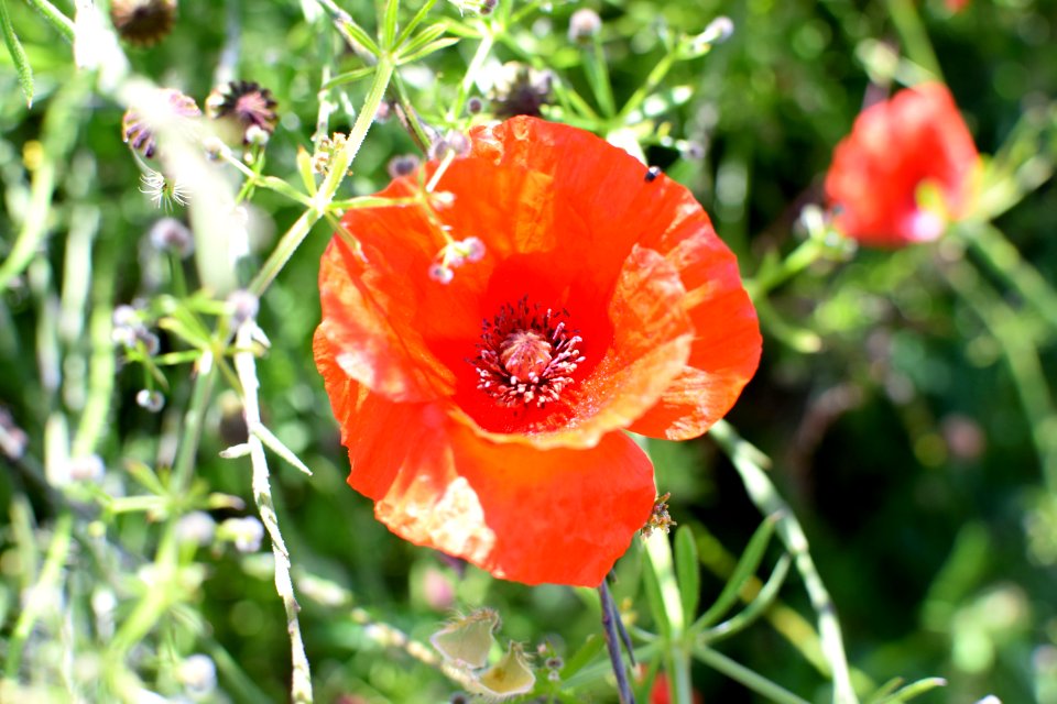 Flower Wildflower Coquelicot Poppy