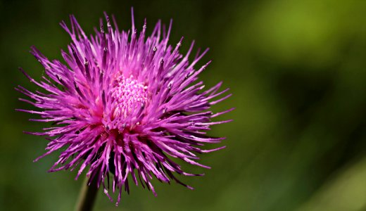 Silybum Thistle Flower Purple photo