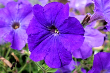 Flower Blue Purple Flora