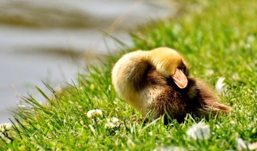 Bird Fauna Duck Beak