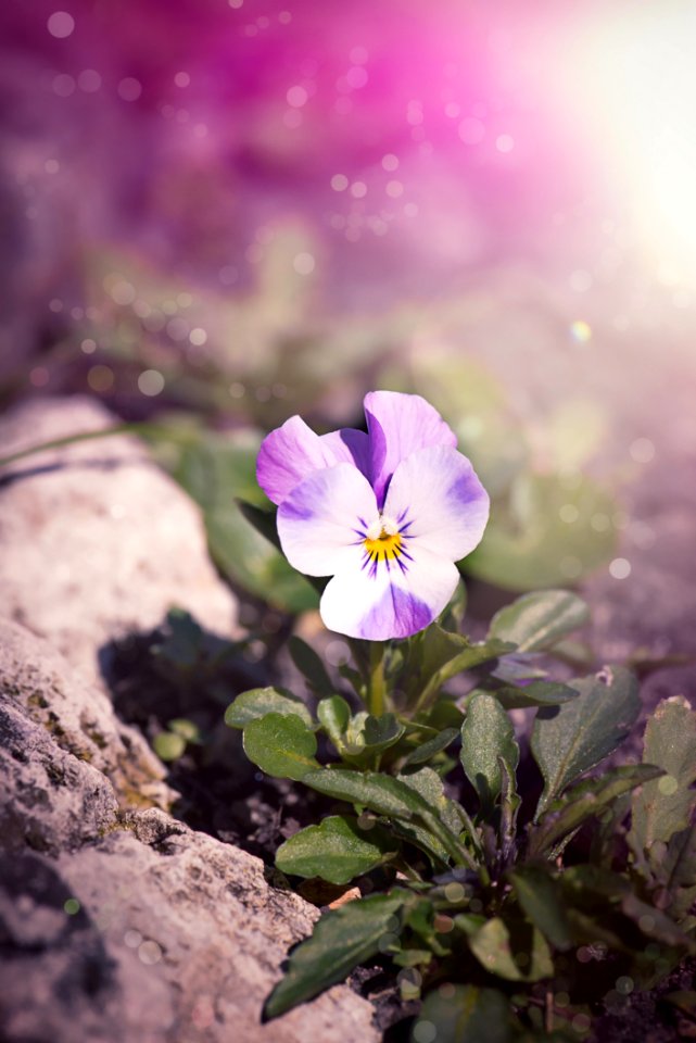 Flower Flora Purple Plant