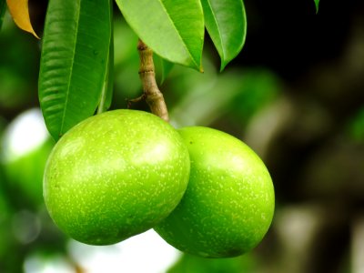 Fruit Fruit Tree Key Lime Citrus