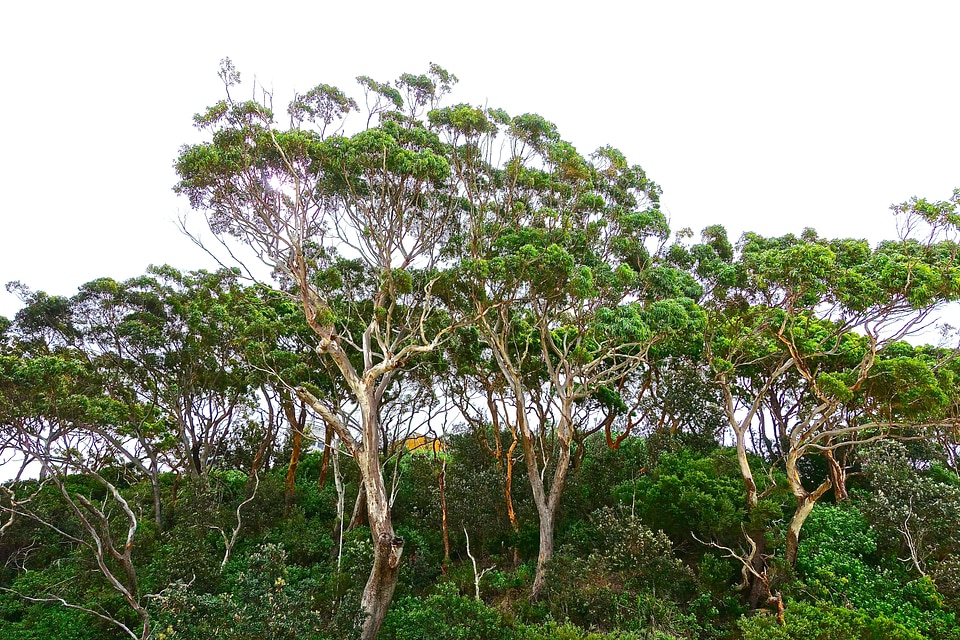 Australia gum nature