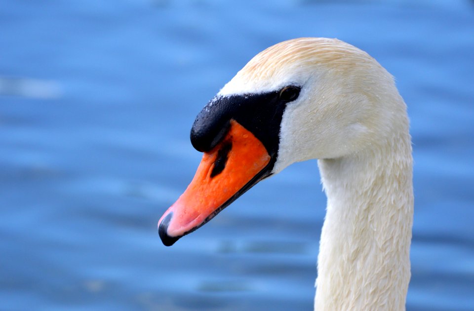 Bird Swan Beak Water Bird