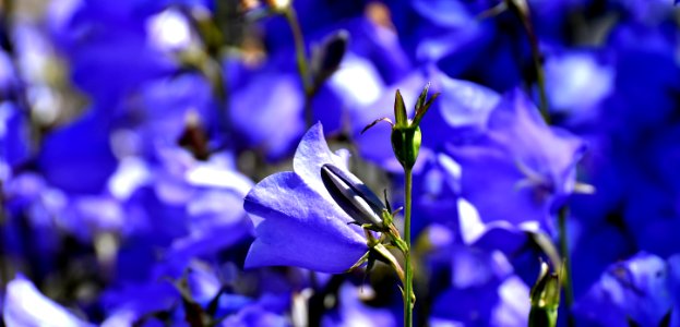 Flower Blue Flora Purple