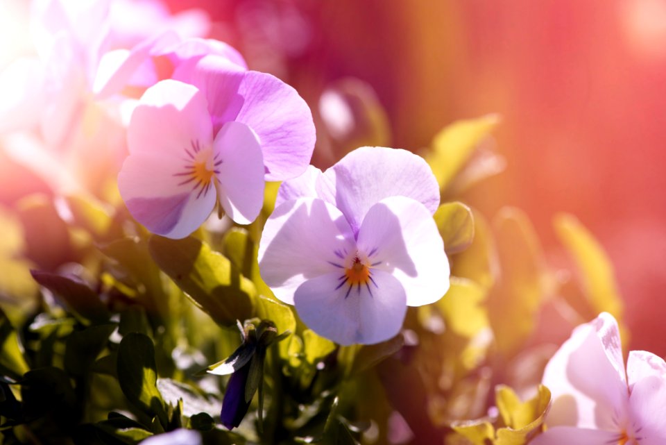 Flower Pink Flora Spring