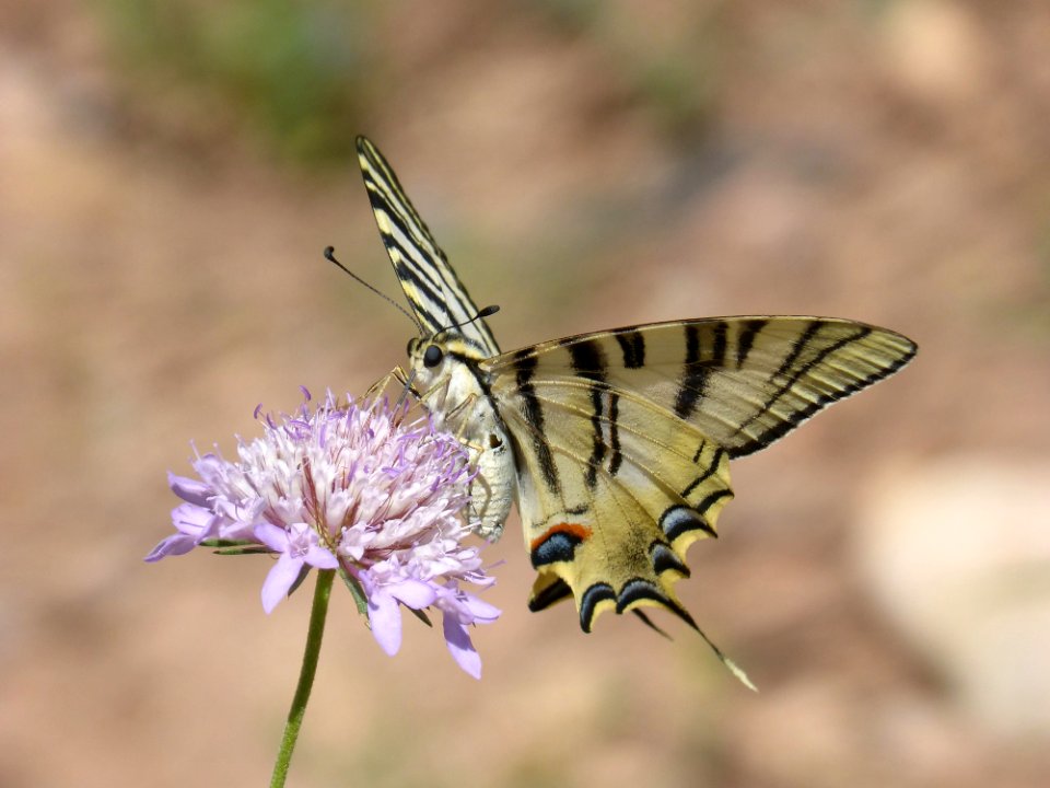 Butterfly Insect Moths And Butterflies Lycaenid
