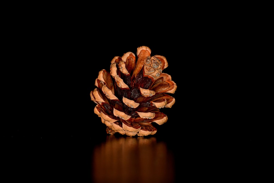 Tap seeds pine cones
