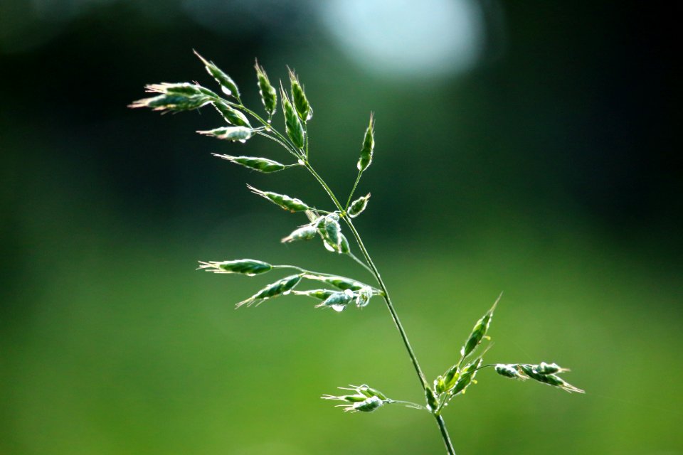Water Grass Leaf Close Up