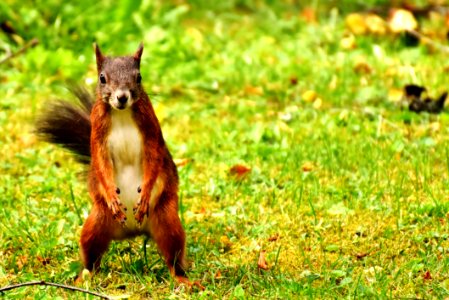 Squirrel Fauna Mammal Wildlife