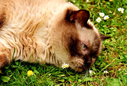 Whiskers Fauna Cat Grass photo