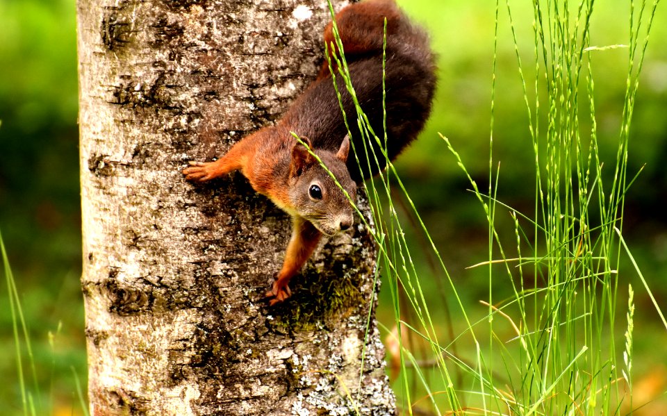 Fauna Mammal Wildlife Grass