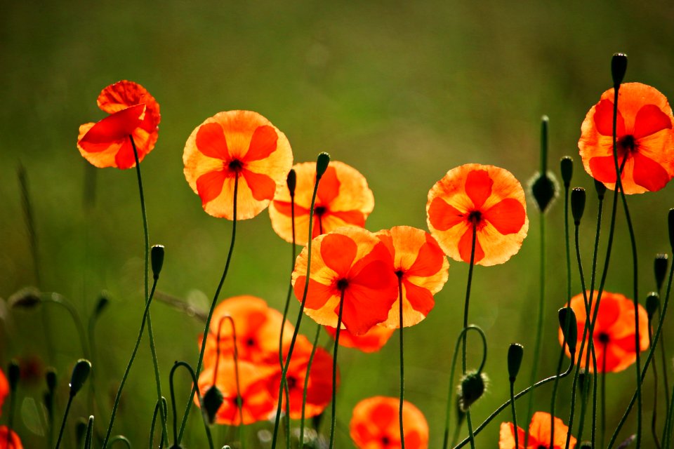 Flower Wildflower Poppy Flora