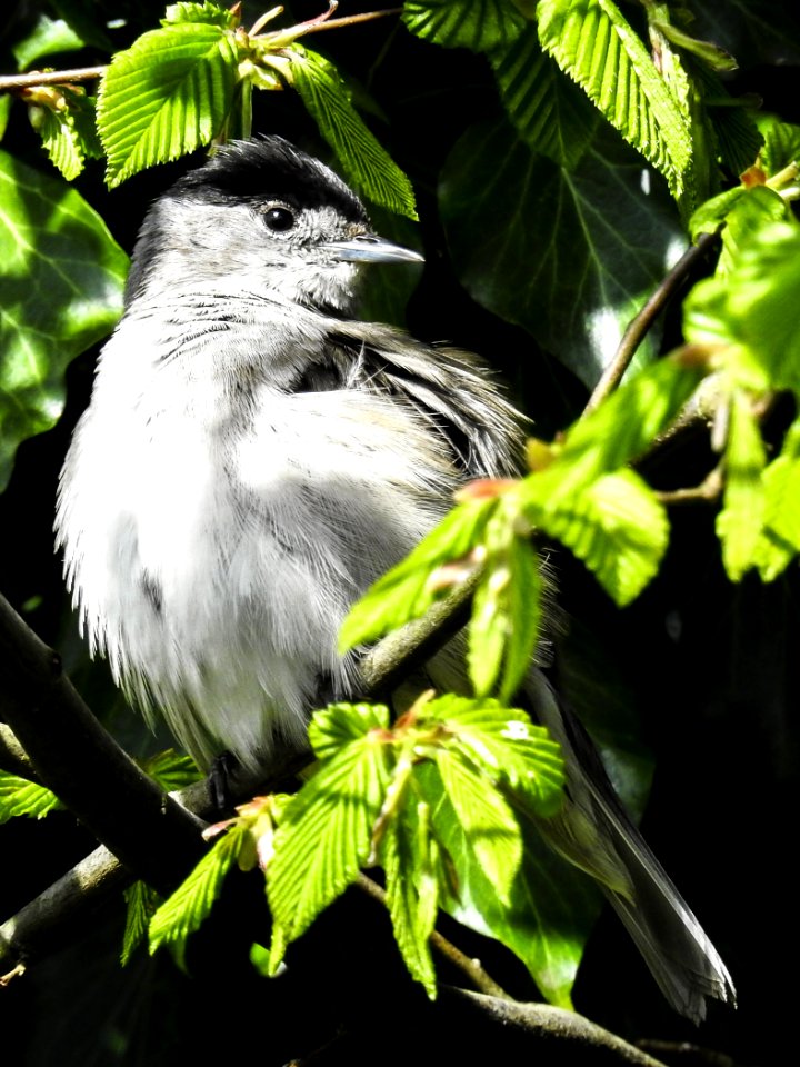 Bird Beak Fauna Leaf