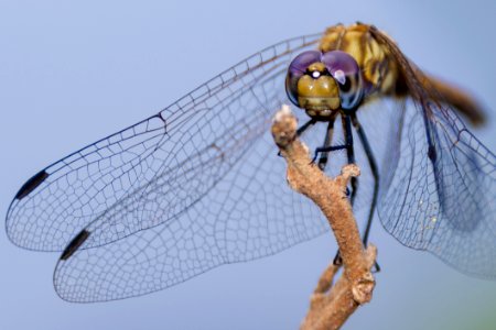 Insect Invertebrate Dragonfly Macro Photography