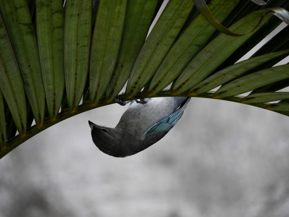 Leaf Bird Fauna Plant