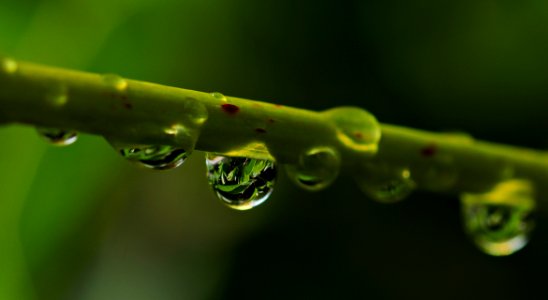 Water Drop Dew Moisture photo