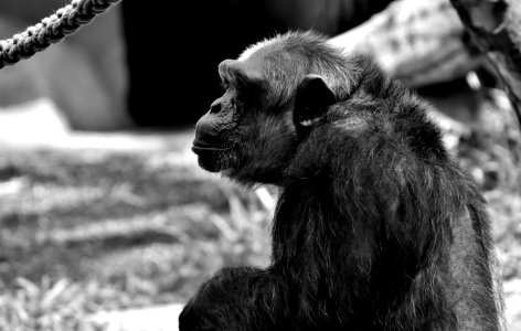 Black Black And White Fauna Mammal photo