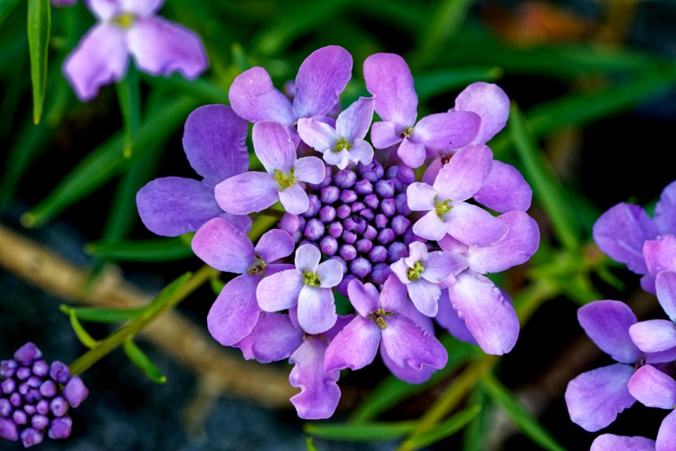 Flower Flora Lilac Purple