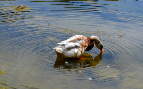 Duck Water Fauna Water Bird photo